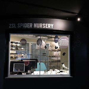 In with the spiders - spider nursery, July 2015.