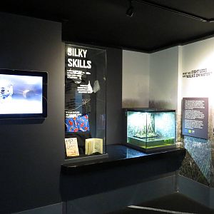 In with the spiders - facts & fen raft spider display, July 2015.