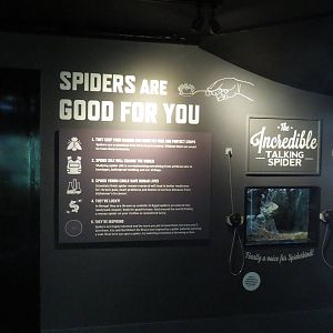 In with the spiders - facts and 'talking spider', July 2015.
