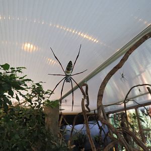 In with the spiders - Orb web spider in walkthrough, July 2015.