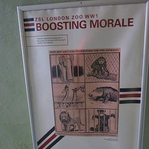 London Zoo in World War 1 poster, July 2015.