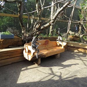 In with the lemurs - bench and enriching herbs, July 2015.