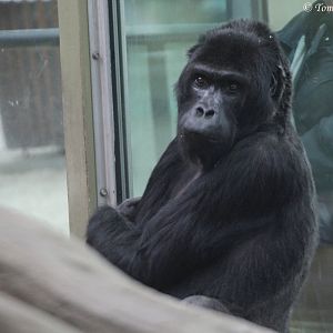 Eastern Lowland Gorilla (Gorilla beringei graueri), female 'Victoria'; July