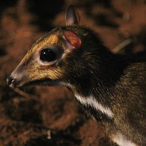 Balabac Chevrotain (Tragulus nigricans); July 2015