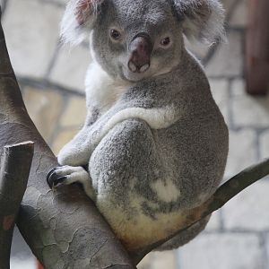 Queensland Koala (Phascolarctos cinereus adustus); July 2015