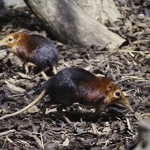 Black-and-rufous Elephant Shrews (Rhynchocyon petersi), July 2015