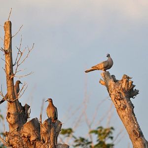 White-winged and Eurasian Collared Doves - Texas