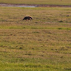 Brown Bear - Alaska
