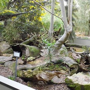 Tasmananian Devil Enclosure