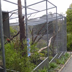 Green winged macaw exhibit