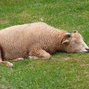 Ouessant Sheep, 1 July 2015