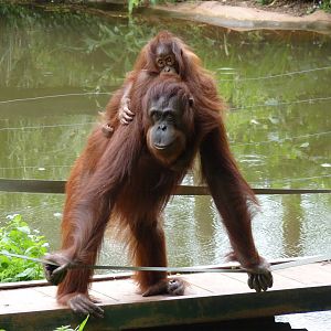 Bornean Orangutans, 1 July 2015