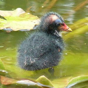 Moorhen chick, 8 July 2015