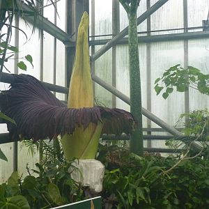 Titan Arum, Croc Swamp, 26 June 2015