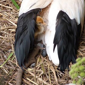 Red-crowned Crane chick, 26 June 2015