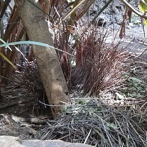 Bower - Fawn-breasted Bowerbird