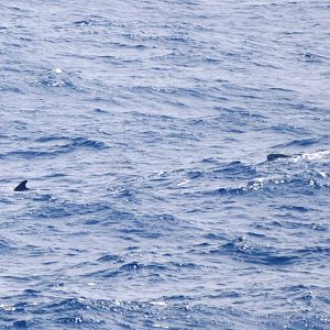 Long-finned Pilot Whales, Bay of Biscay 10/06/15