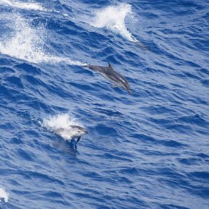 Striped Dolphins, Bay of Biscay 10/06/15