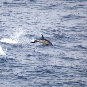 Short-beaked Common Dolphin, Bay of Biscay 10/06/15