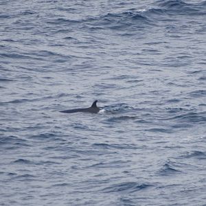 Northern Bottlenose Whale, Bay of Biscay 10/06/15