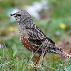 Alpine Accentor in the Picos de Europa NP, 12/06/15