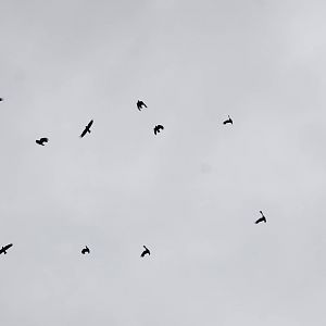 Alpine Choughs in the Picos de Europa NP, 12/06/15