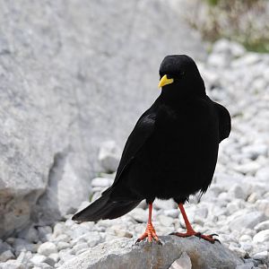 Alpine Chough in the Picos de Europa NP, 12/06/15