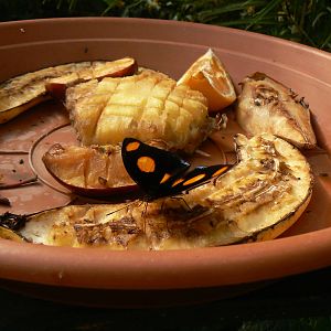 Butterfly (Sp?) On Fruit