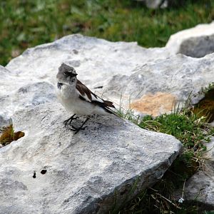 White-winged Snowfinch in the Picos de Europa NP, 12/06/15