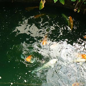 Koi Carp