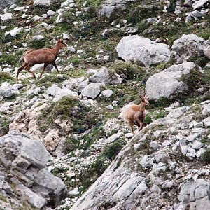 Cantabrian Chamois in the Picos de Europa NP, 12/06/15