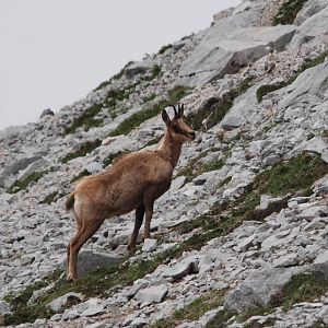 Cantabrian Chamois in the Picos de Europa NP, 12/06/15