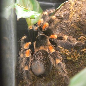 Mexican Red-kneed Tarantula