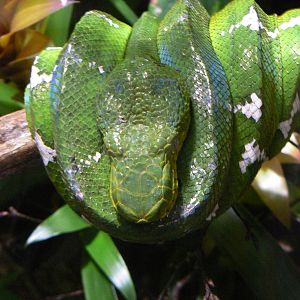 Emerald Tree Boa