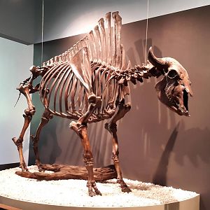 Bison antiquus