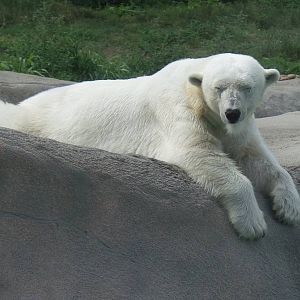 Polar Bear