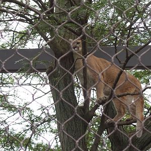 Puma In Tree