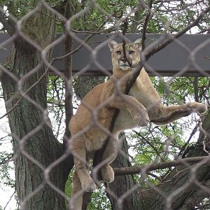 Puma In Tree