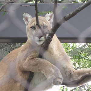 Puma In Tree