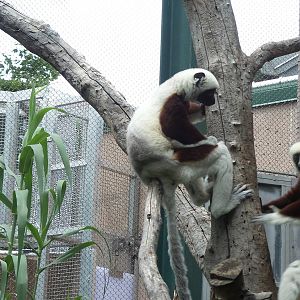 Sifakas