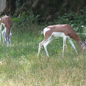 Mhorr Gazelles - African Plains