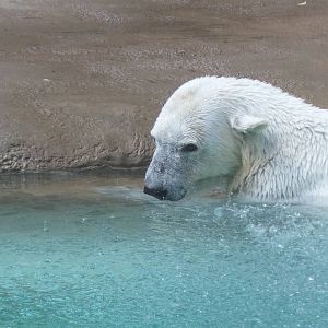 Polar Bear Enjoying Sprinkler