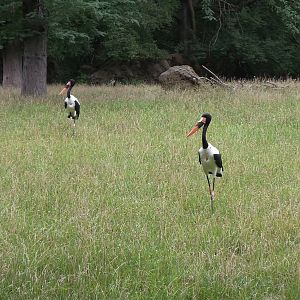 Saddle Billed Storks- African Plains