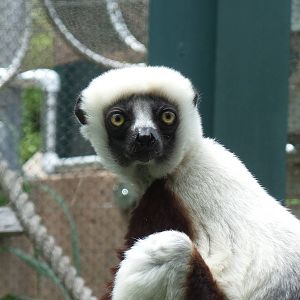 Sifaka