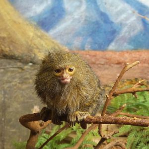Pygmy Marmoset