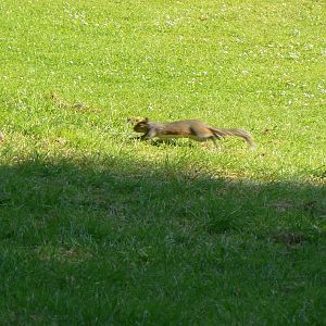 Eastern Grey Squirrel