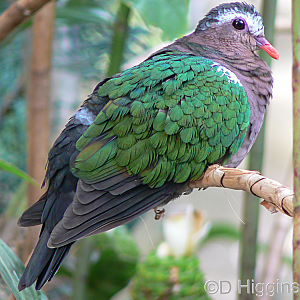 Emerald Dove