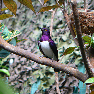Amethyst Starling