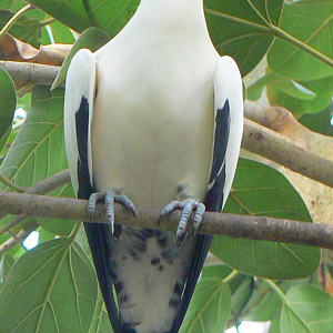 Pied Imperial Pigeon