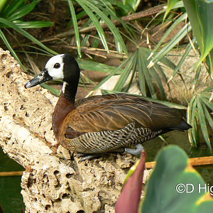 White-faced Whistling Duck